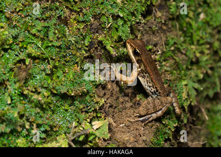 Portrait of frog - Broad-folded frog Stock Photo