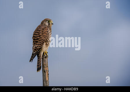 The beautiful kestrel (Falco tinnunculus) in an usual position when hunting for vole, on top of a roundpole fence Stock Photo