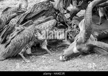 Vultures on carcass of Kudu Stock Photo