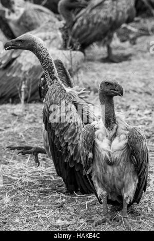 Vultures on carcass of Kudu Stock Photo