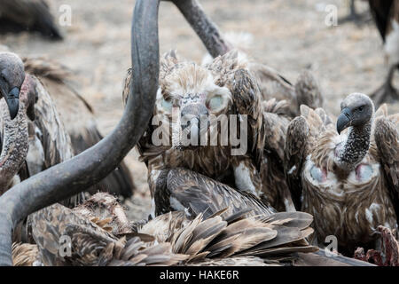 Vultures on carcass of Kudu Stock Photo