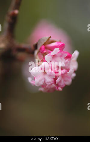 Viburnum x bodnantense Dawn close up portrait Stock Photo