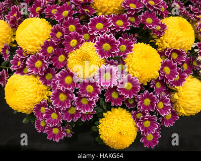 Display of cut flower chrystanthemums at a show Stock Photo