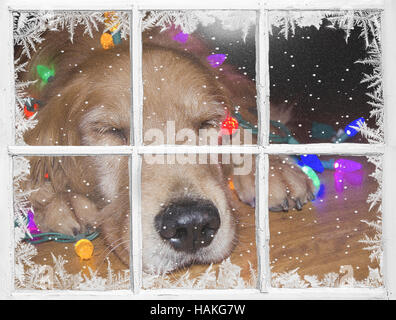 sleeping golden retriever tangled in glowing Christmas lights on wood ...