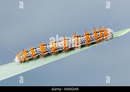 A Cattail Caterpillar Moth (Acronicta insularis), aka Henry's Marsh Moth, caterpillar (larva) perches on a blade of marsh grass. Stock Photo