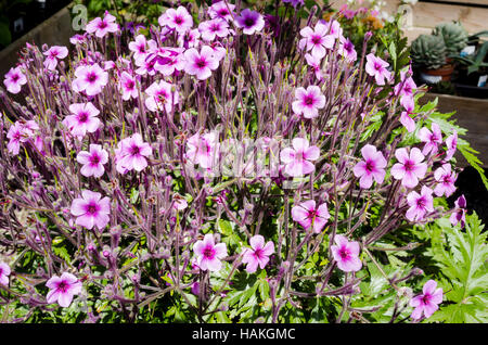 Geranium maderense in flower in a Cornish garden Stock Photo