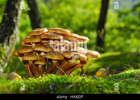 Armillariella Mellea mushrooms Stock Photo