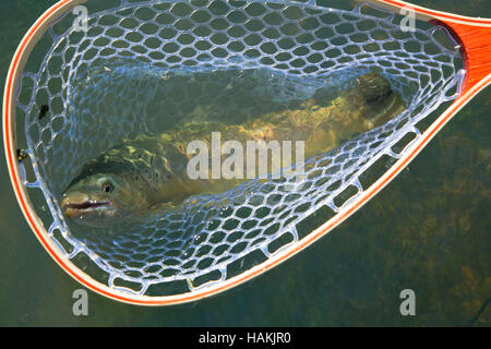 Brown trout in fishing net on Lower Owyhee River canyon, Vale District Bureau of Land Management, Oregon Stock Photo