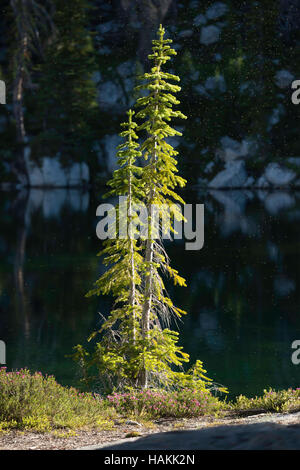 Fir tree on the shore of a lake in Oregon's Wallowa Mountains. Stock Photo