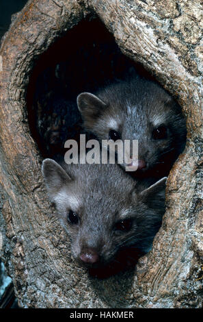 Beech marten Stock Photo