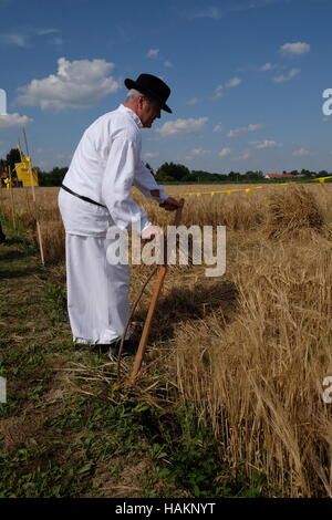 Farmer harvesting wheat with scythe in wheat fields in Nedelisce, Croatia Stock Photo