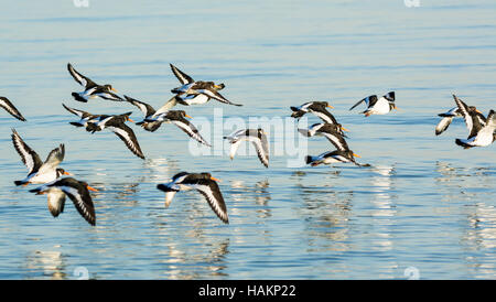 Flock of Oystercatchers (Haematopus ostralegus) flying over the sea in West Sussex, England, UK. Birds in flight. BIF. Stock Photo