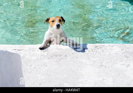 Dog playing at fountain as at swimming pool at sunny summer days Stock Photo