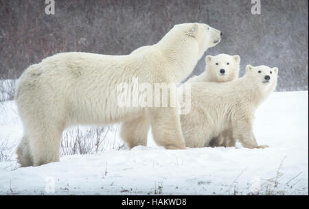 Mother Polar Bear with her twins Stock Photo