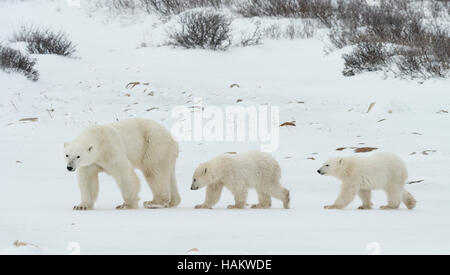 Mother Polar Bear and twins Stock Photo