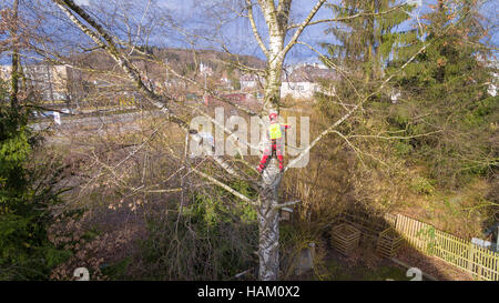 aerial view Tree surgeon in action wearing helmet visor ear protectors harness attached by karabiner to safety rope  chain saw Stock Photo