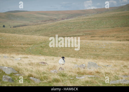 A Scottish Blackface sheep standing alone in a field Stock Photo