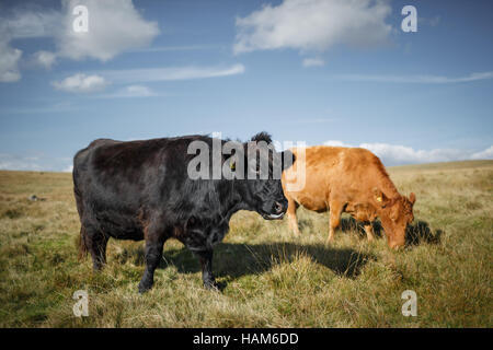 Black Galloway and Hghland cattle roaming Dartmoor National Park Stock Photo