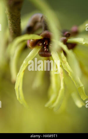 Hamamelis x intermedia Arnold Promise Flower Portrait Stock Photo