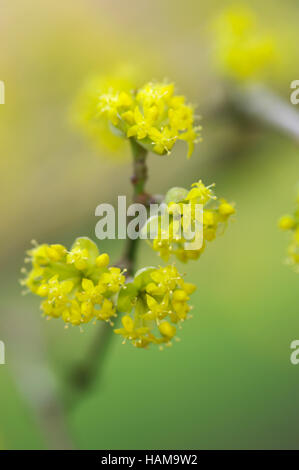 Cornus officinalis Stock Photo