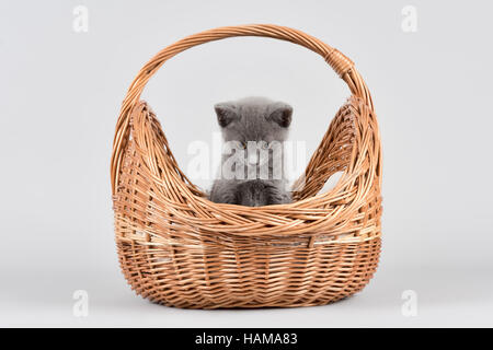 Russian Blue cat, eight week old kitten, in woven basket Stock Photo