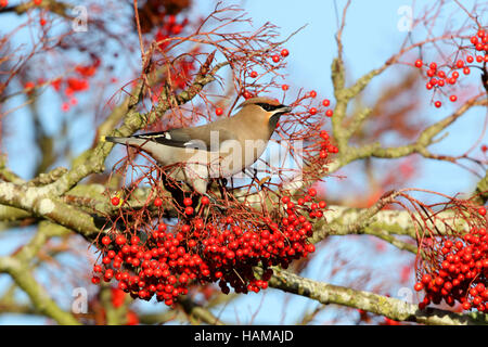 Bohemian Waxwing, Bombycilla garrulus, feeding on berry laden trees Stock Photo