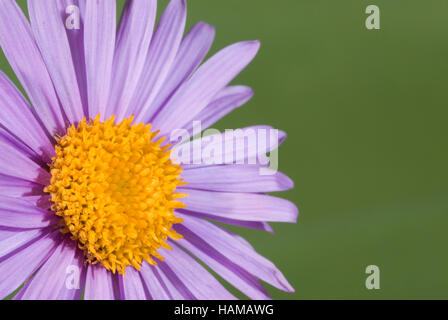 Alpine Aster (Aster alpinus L.), flower, Nationalpark Kalkalpen or Kalkalpen National Park, Upper Austria, Europe Stock Photo