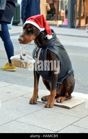 Dog sitting on the street holding a basket in the mouth with a christmas cap Stock Photo