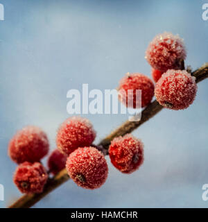 Frozen branch with red winter berries Stock Photo