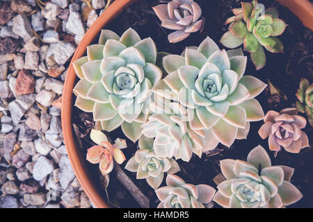 succulents in plant pot, home and garden decor Stock Photo