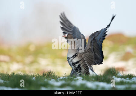 Greater White-fronted Goose / Blaessgans ( Anser albifrons ), arctic winter guest, on a snow covered pasture, beating with its wings. Stock Photo