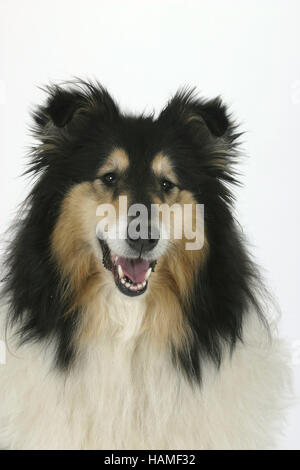 Rough Collies |Collies / Schottischer Schaeferhund Stock Photo - Alamy