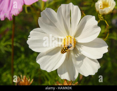 Wasp on a Daisy Stock Photo
