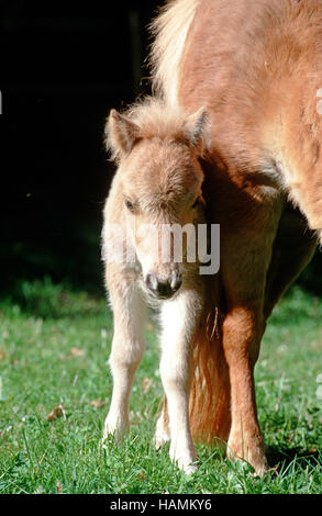 Mini Shetland Pony Stock Photo