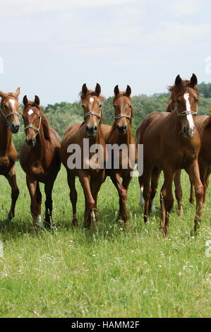Gidran Horse Stock Photo
