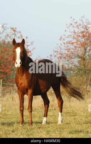 Barb Horse Stock Photo