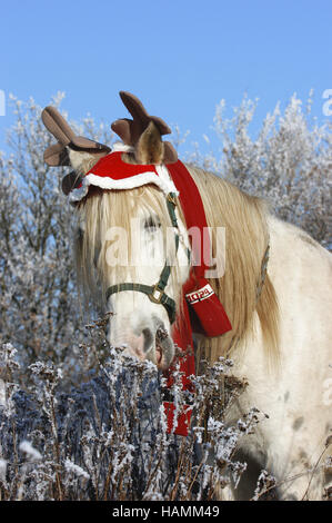 Barb Horse Stock Photo
