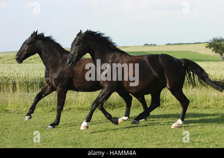 German warmblooded Horse Stock Photo