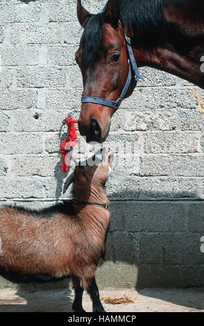 Zweibrücker warmblooded Horse Stock Photo
