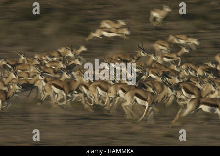 Springbok herd on the run Stock Photo