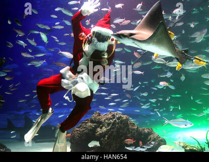 Tokyo, Japan. 2nd Dec, 2016. A female diver dressed in a Santa Claus costume swims with fish at the Sunshine Aquarium in Tokyo on Friday, December 2, 2016. The aquarium is holding the special feeding show twice daily until Christmas Day to attract visitors. Credit:  Yoshio Tsunoda/AFLO/Alamy Live News Stock Photo