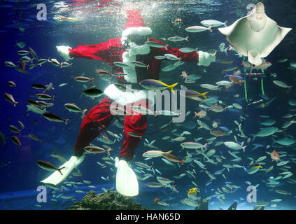Tokyo, Japan. 2nd Dec, 2016. A female diver dressed in a Santa Claus costume swims with fish at the Sunshine Aquarium in Tokyo on Friday, December 2, 2016. The aquarium is holding the special feeding show twice daily until Christmas Day to attract visitors. Credit:  Yoshio Tsunoda/AFLO/Alamy Live News Stock Photo