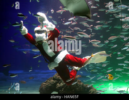 Tokyo, Japan. 2nd Dec, 2016. A female diver dressed in a Santa Claus costume swims with fish at the Sunshine Aquarium in Tokyo on Friday, December 2, 2016. The aquarium is holding the special feeding show twice daily until Christmas Day to attract visitors. Credit:  Yoshio Tsunoda/AFLO/Alamy Live News Stock Photo