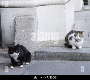 London, 3rd December 2016, Palmerston, the Foreign Office cat (black and white) walks away from a confrontation with Larry, the Downing Street Cat Credit:  Ian Davidson/Alamy Live News Stock Photo