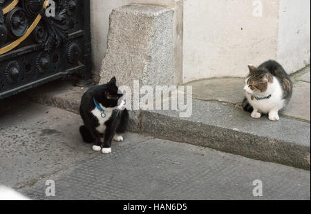 London, 3rd December 2016, Palmerston, the Foreign Office cat (black and white) has a confrontation with Larry, the Downing Street Cat Credit:  Ian Davidson/Alamy Live News Stock Photo