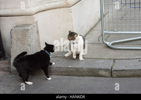 London, 3rd December 2016, Palmerston, the Foreign Office cat (black and white) has a confrontation with Larry, the Downing Street Cat Credit:  Ian Davidson/Alamy Live News Stock Photo