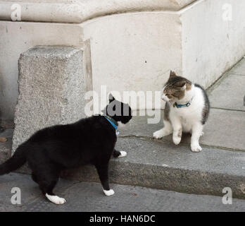 London, 3rd December 2016, Palmerston, the Foreign Office cat (black and white) has a confrontation with Larry, the Downing Street Cat Credit:  Ian Davidson/Alamy Live News Stock Photo