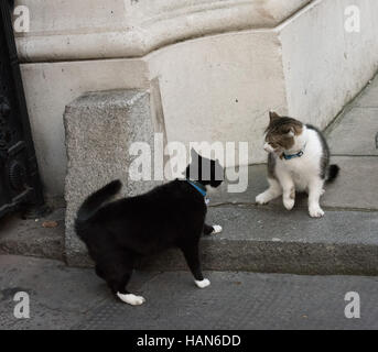 London, 3rd December 2016, Palmerston, the Foreign Office cat (black and white) has a confrontation with Larry, the Downing Street Cat Credit:  Ian Davidson/Alamy Live News Stock Photo