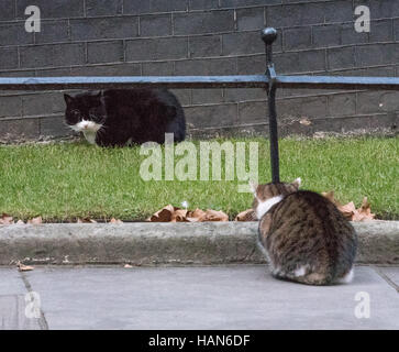 London, 3rd December 2016, Palmerston, the Foreign Office cat (black and white) has a confrontation with Larry, the Downing Street Cat Credit:  Ian Davidson/Alamy Live News Stock Photo