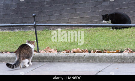 London, 3rd December 2016, Palmerston, the Foreign Office cat (black and white) has a confrontation with Larry, the Downing Street Cat Credit:  Ian Davidson/Alamy Live News Stock Photo